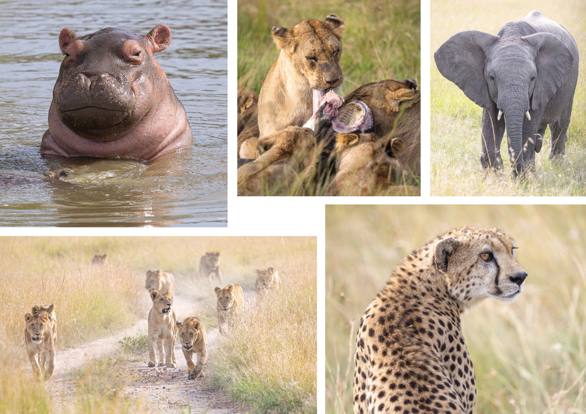 Collage from Kenya's Masai Mara