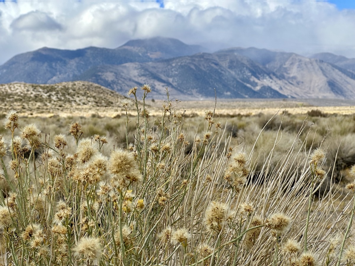 Desert sagebrush with mountains in the background